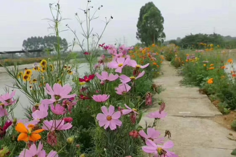 【精选】菊花种苗野花组合种子多重检测质优价廉