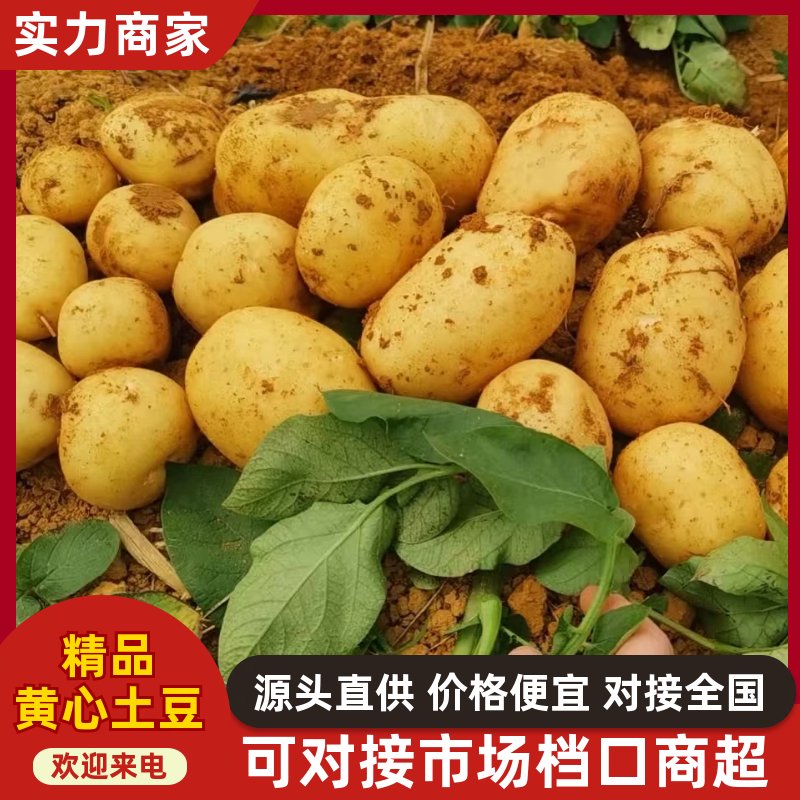 精品黄心土豆。沃土五号，实验一。基地一手货源品质保证