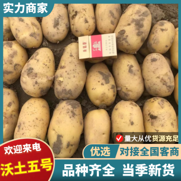 【实力商家】精品土豆沃土五号土豆产地直发代发全国欢迎