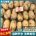 【实力商家】精品土豆沃土五号土豆产地直发代发全国欢迎