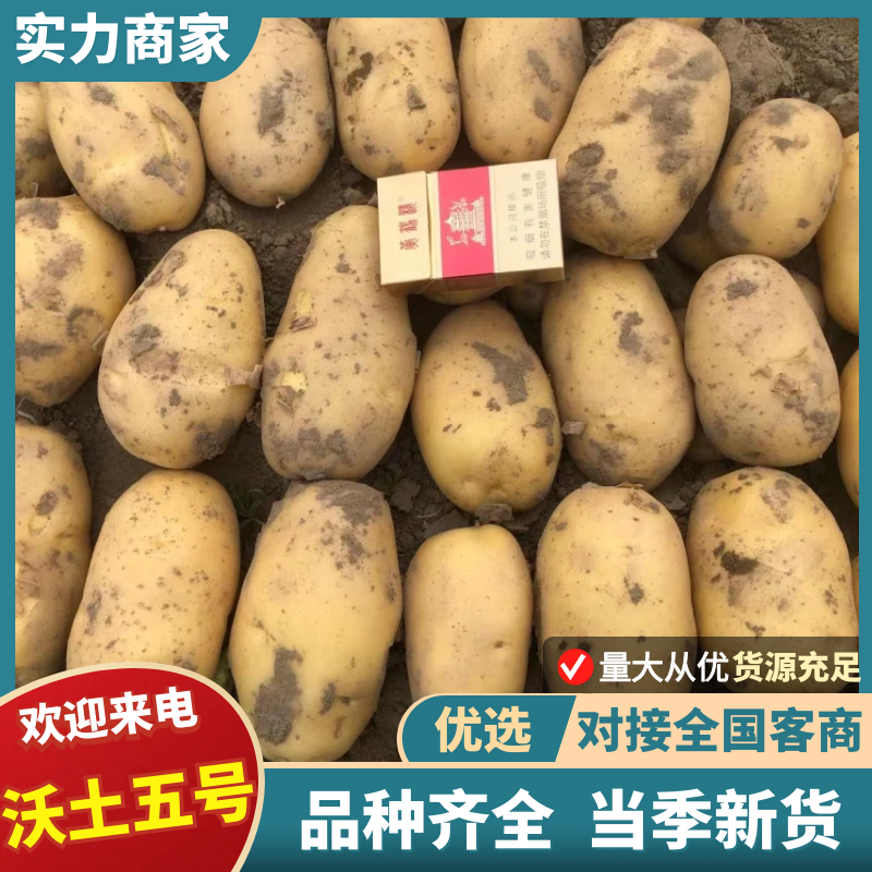 【实力商家】精品土豆沃土五号土豆产地直发代发全国欢迎