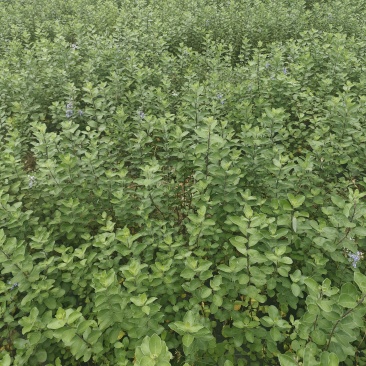 精品蔓荆子苗江西种植基地直供一手货源成活率高全国发货