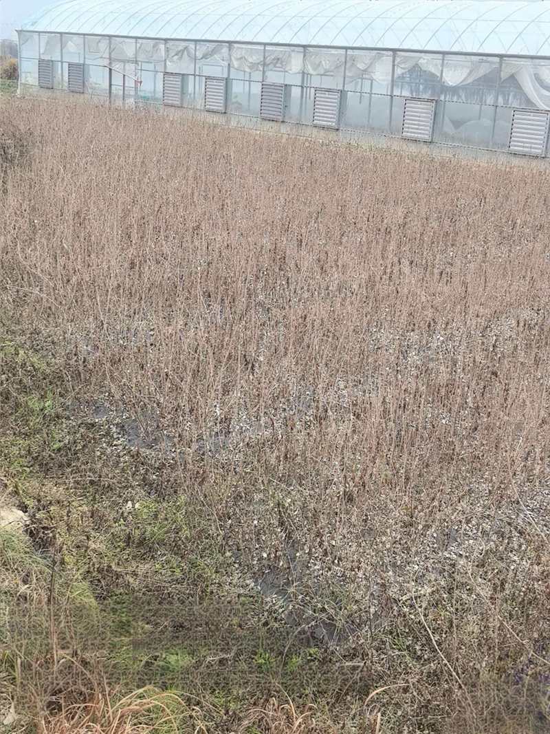 精品蔓荆子苗江西种植基地直供一手货源成活率高全国发货