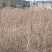 精品蔓荆子苗江西种植基地直供一手货源成活率高全国发货