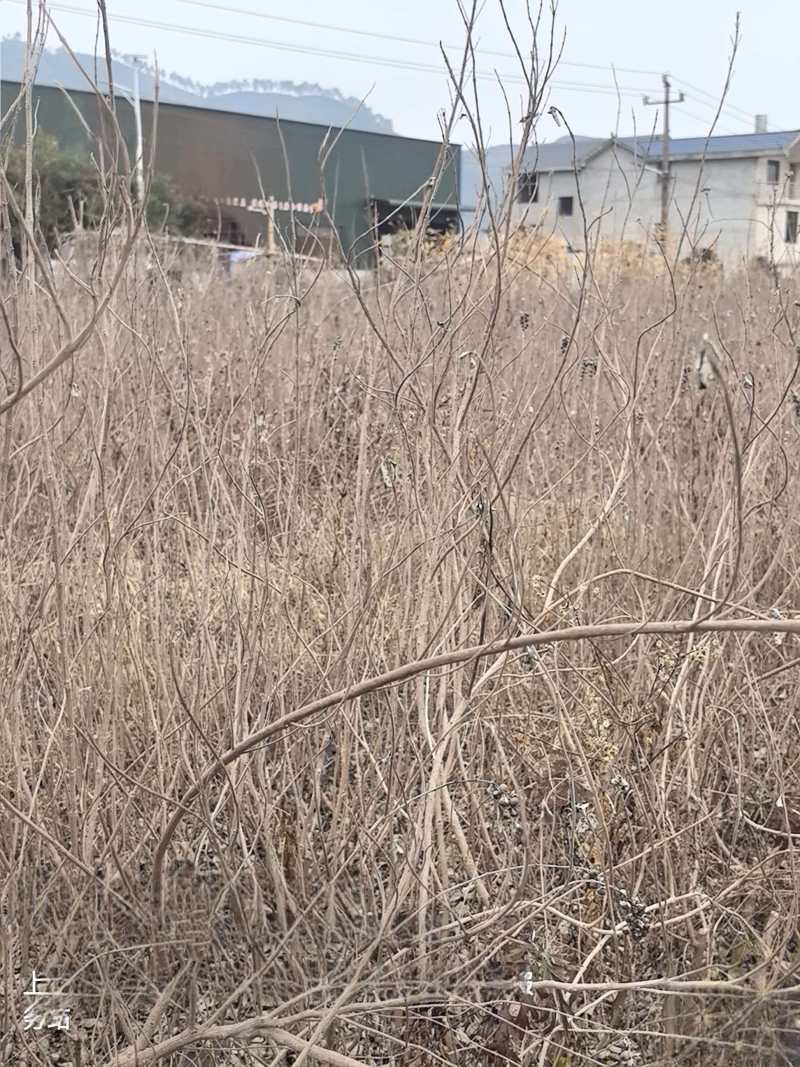 精品蔓荆子苗江西种植基地直供一手货源成活率高全国发货