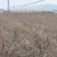 精品蔓荆子苗江西种植基地直供一手货源成活率高全国发货