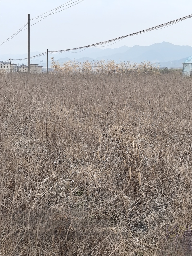 精品蔓荆子苗江西种植基地直供一手货源成活率高全国发货