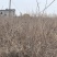 精品蔓荆子苗江西种植基地直供一手货源成活率高全国发货