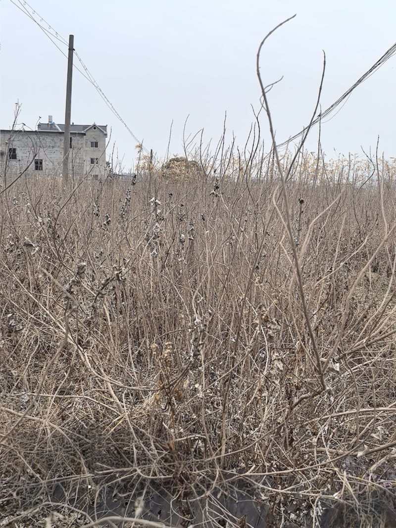 精品蔓荆子苗江西种植基地直供一手货源成活率高全国发货