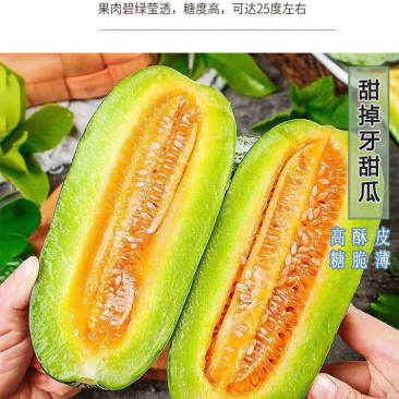 河北沧州博洋九甜瓜大量上市保质保量童叟无欺可视频看货