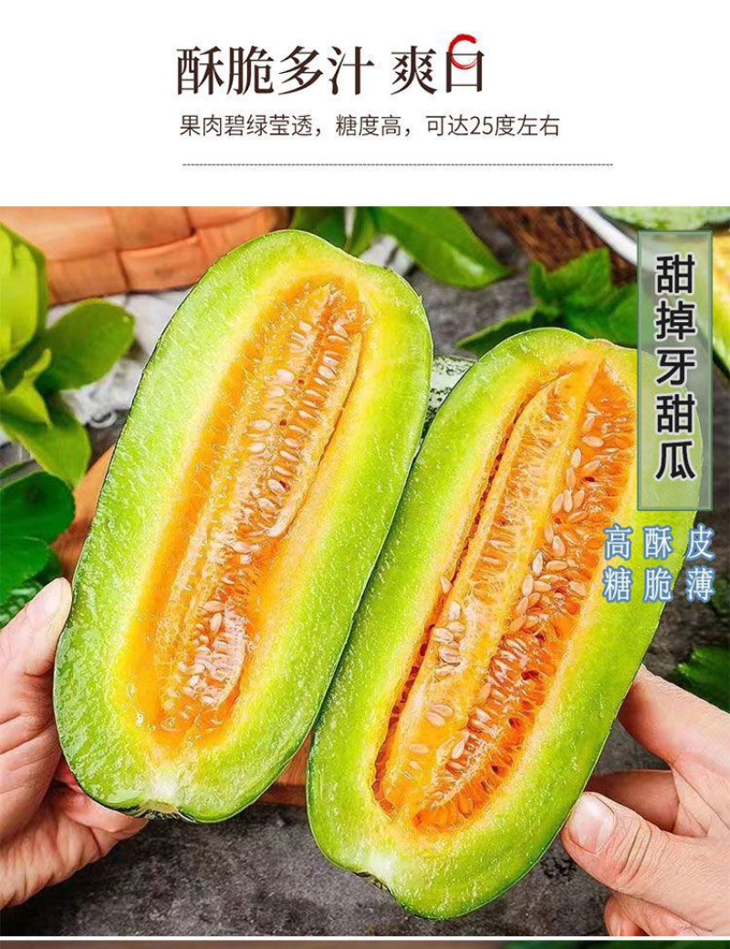 河北沧州博洋九甜瓜大量上市保质保量童叟无欺可视频看货