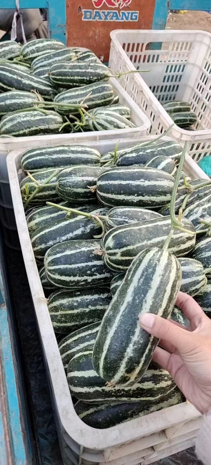 河北沧州博洋九甜瓜大量上市保质保量童叟无欺可视频看货