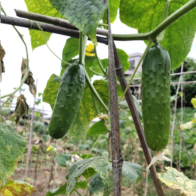 经典翠宝黄瓜种子旱黄瓜籽早熟肉质脆嫩节节有瓜基地型