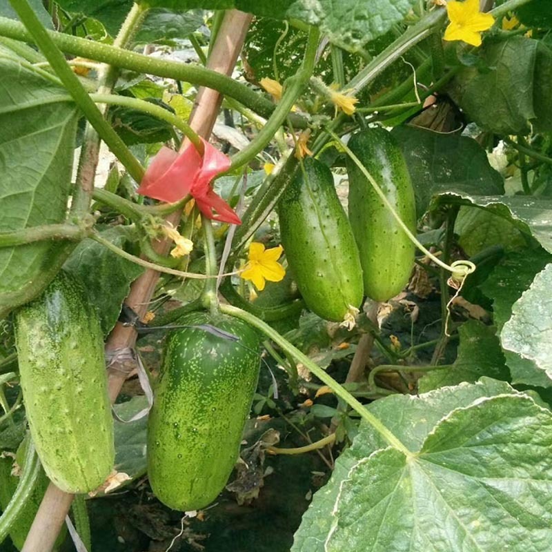 经典翠宝黄瓜种子旱黄瓜籽早熟肉质脆嫩节节有瓜基地型