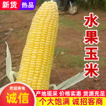 水果玉米广东徐闻玉米产地直发保质保量对接全国