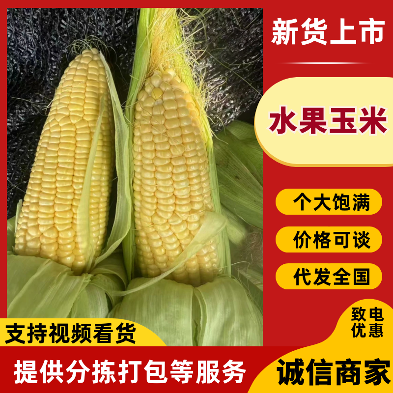 水果玉米广东徐闻玉米产地直发保质保量对接全国