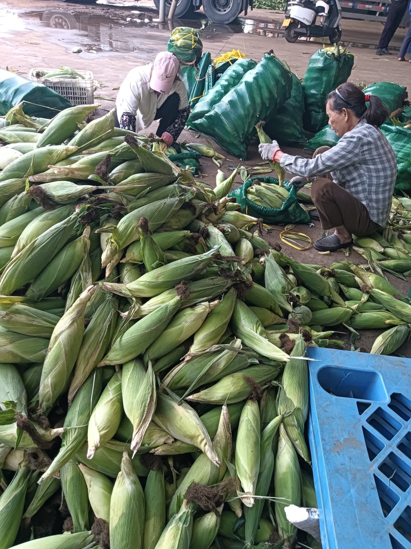 水果玉米广东徐闻玉米产地直发保质保量对接全国
