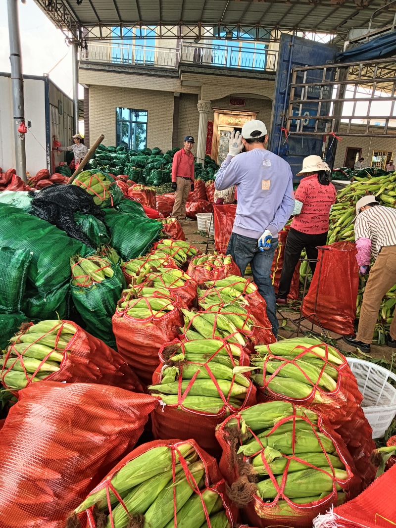 水果玉米广东徐闻玉米产地直发保质保量对接全国