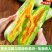 山东羊角蜜甜瓜蜜瓜应季新鲜水果源头直发