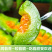 山东羊角蜜甜瓜蜜瓜应季新鲜水果源头直发