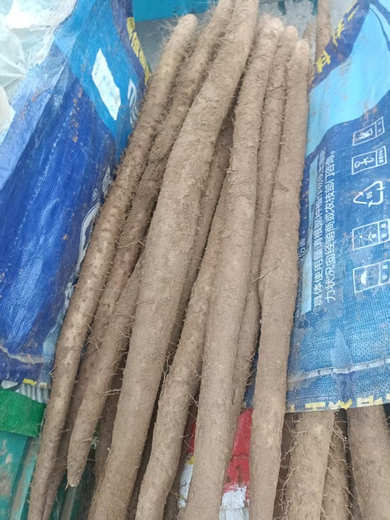 山东山药白玉山药口感好产地直供货源充足全国整车发