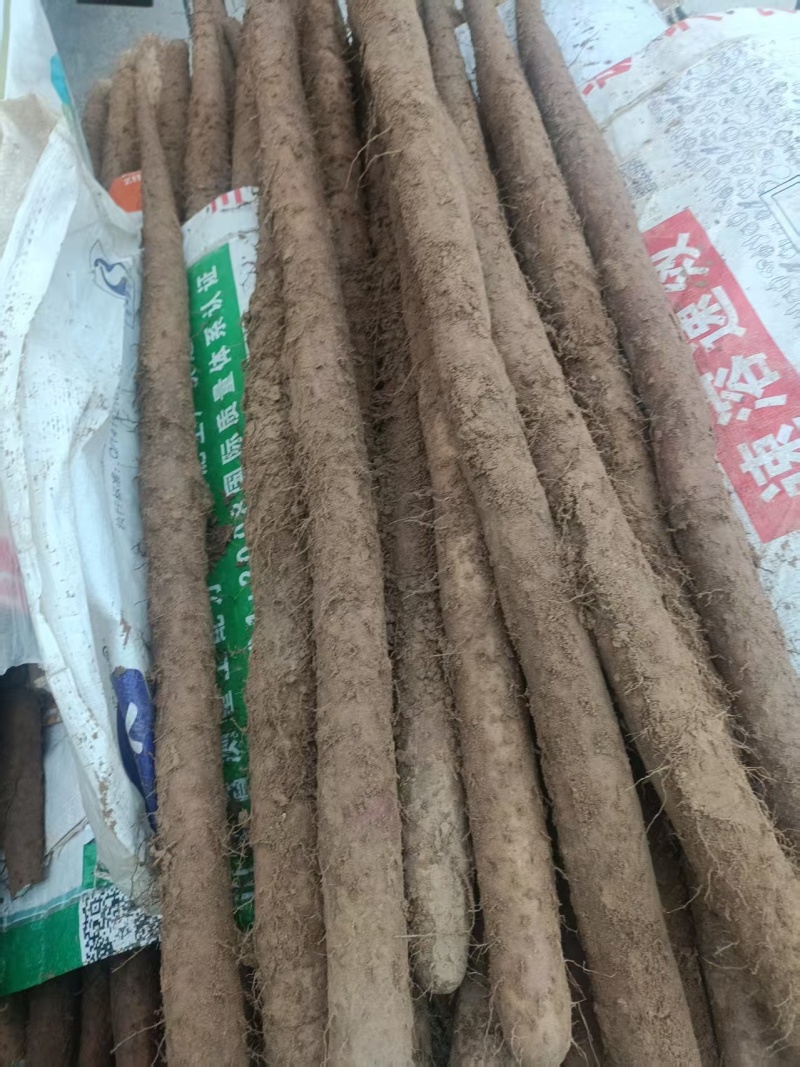 山东山药白玉山药口感好产地直供货源充足全国整车发