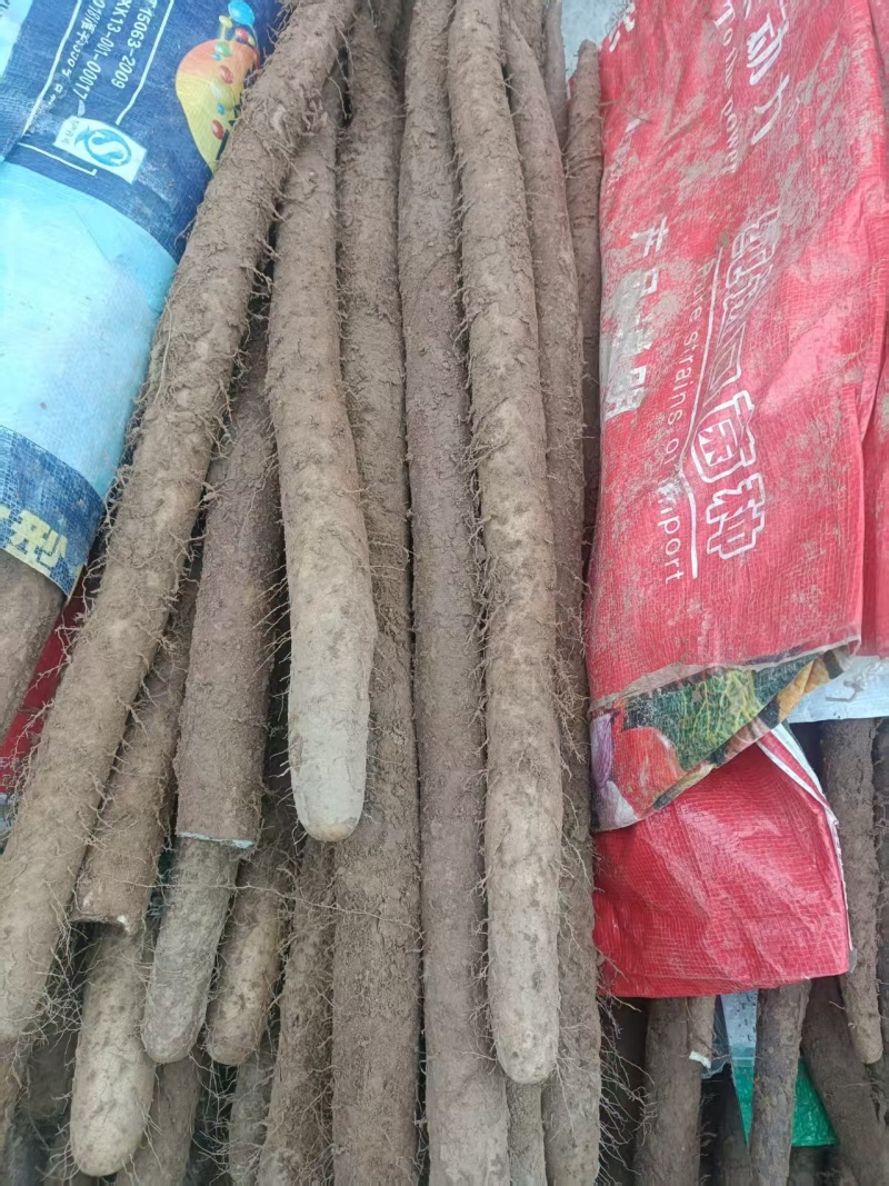 山东山药白玉山药口感好产地直供货源充足全国整车发