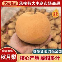 畅销正宗秋月梨价格真实个大口感好硬度批发赶大集电商