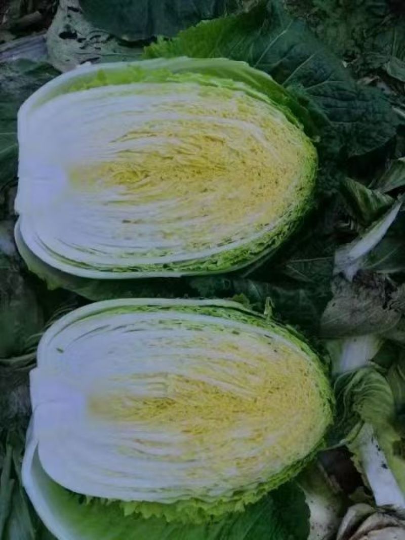 精品大白菜黄心白菜全国发货可视频看货量大价优