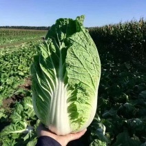 精品大白菜黄心白菜全国发货可视频看货量大价优