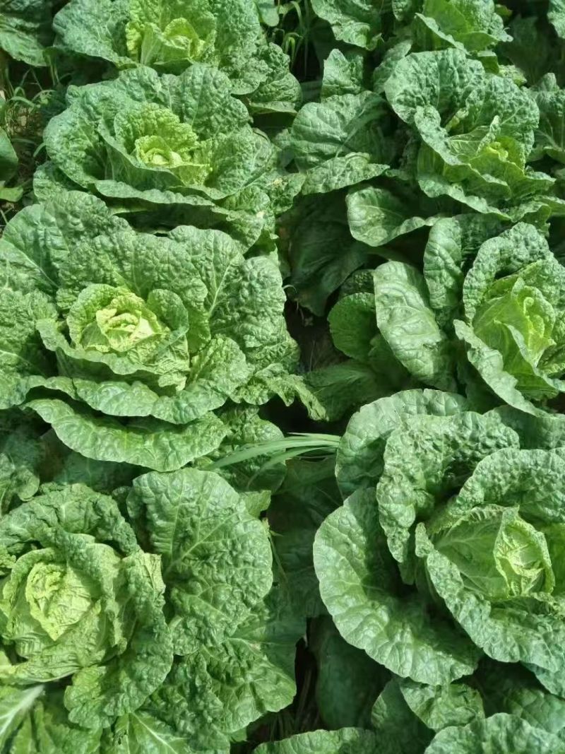 精品大白菜黄心白菜全国发货可视频看货量大价优