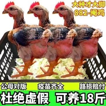 K9鸡苗快大型肉鸡苗厂家直发一手货源防疫齐全质量保证