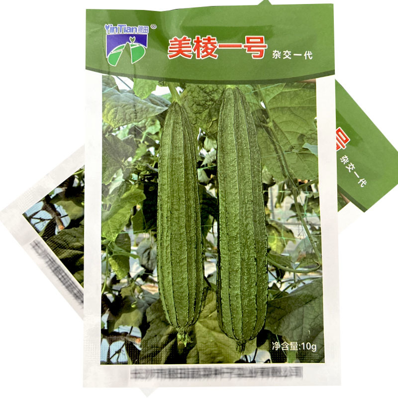 美棱一号棱角丝瓜种子水瓜籽早熟绿皮八角瓜大田基地型