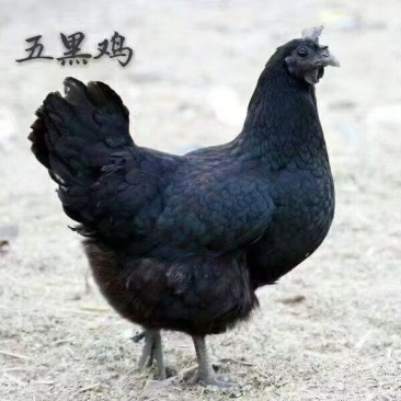 五黑鸡苗纯种五黑鸡苗优质种苗五黑鸡苗绿壳蛋的五黑鸡苗