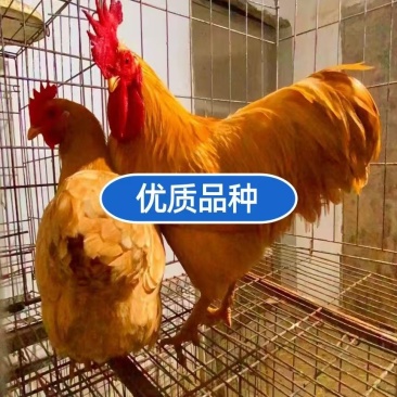 湘黄土鸡苗湖南本地土鸡苗湘黄鸡苗品种优质厂家直销