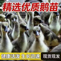 灰鹅苗大种灰鹅苗防疫齐全厂家直销防疫齐全成活率高