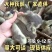 马岗鹅苗广东阳江鹅苗厂家一手货源包技术指导运输死亡包赔