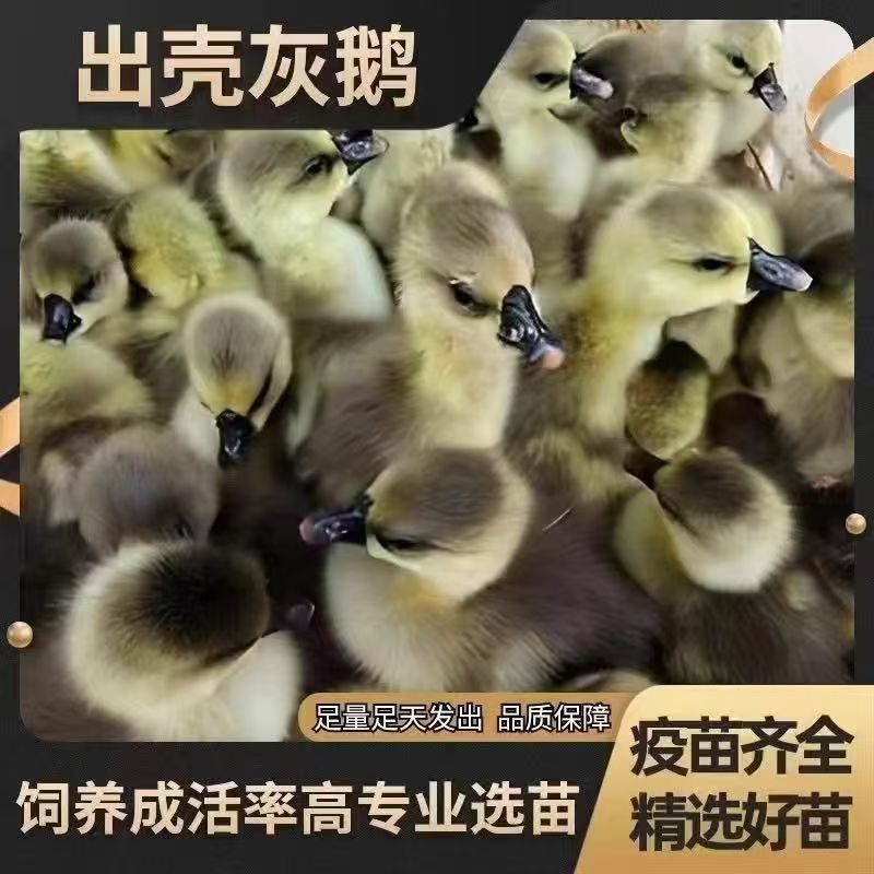 马岗鹅苗广东阳江鹅苗厂家一手货源包技术指导运输死亡包赔