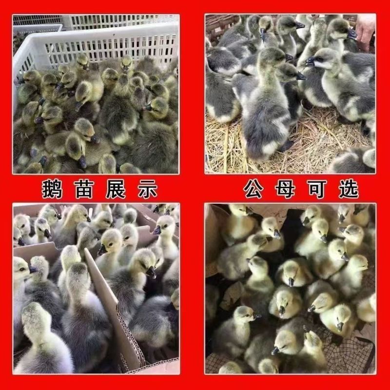 马岗鹅苗广东阳江鹅苗厂家一手货源包技术指导运输死亡包赔