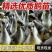 朗德鹅苗品种纯正厂家直销一手货源运输死亡包赔
