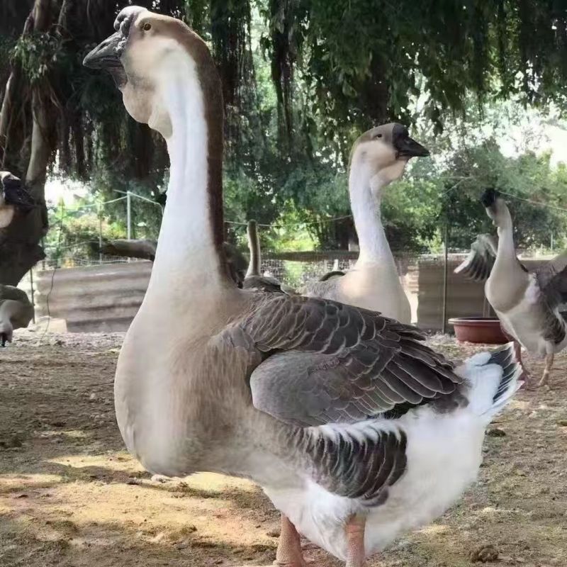 澄海狮头鹅特大种狮头鹅苗正宗广东狮头鹅苗厂家直销欢迎来电
