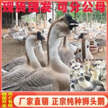 澄海狮头鹅特大种狮头鹅苗正宗广东狮头鹅苗厂家直销欢迎来电