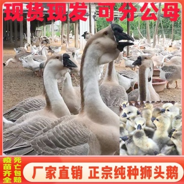 澄海狮头鹅特大种狮头鹅苗正宗广东狮头鹅苗厂家直销欢迎来电