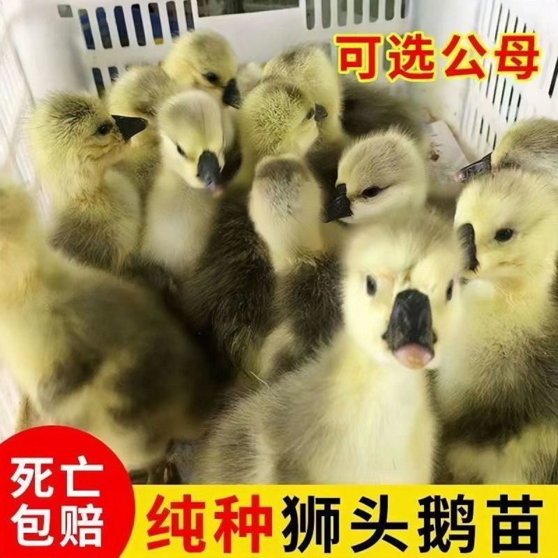澄海狮头鹅特大种狮头鹅苗正宗广东狮头鹅苗厂家直销欢迎来电