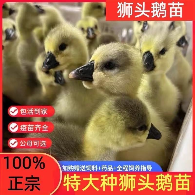 澄海狮头鹅特大种狮头鹅苗正宗广东狮头鹅苗厂家直销欢迎来电
