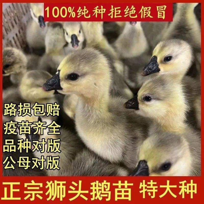 澄海狮头鹅特大种狮头鹅苗正宗广东狮头鹅苗厂家直销欢迎来电