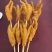 凤爪卤爪口感糯软绵柔60克烧烤自助餐火锅