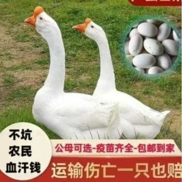 五龙鹅苗产蛋鹅苗五龙鹅百子鹅苗成活率高厂家直销没有中间商