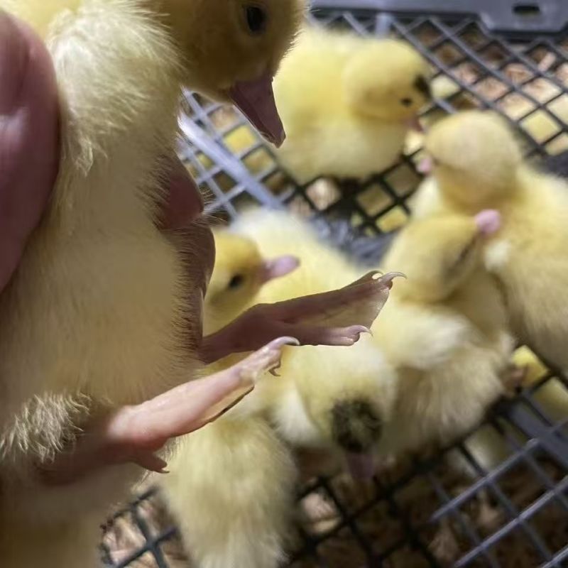 白番鸭苗大种白番鸭苗厂家直销没有中间商防疫齐全