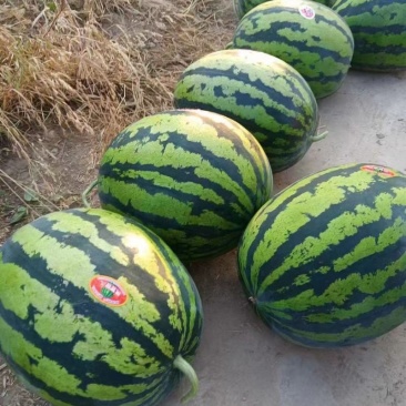 精品甜王西瓜基地一手货源对接电商市场上超视频看货